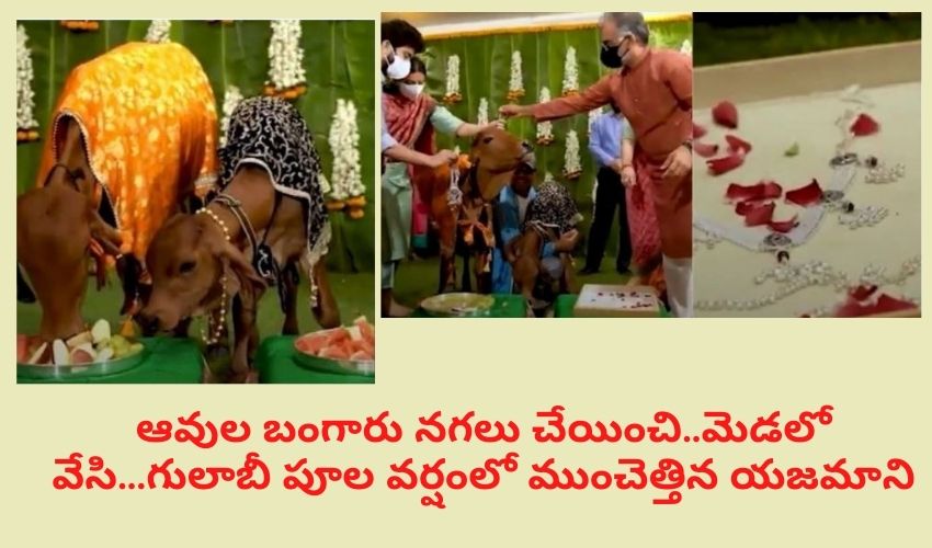 ఆవుల బంగారు నగలు చేయించి..మెడలో వేసి…గులాబీ పూల వర్షంలో ముంచెత్తిన యజమాని ఆవుల బంగారు నగలు చేయించి..మెడలో వేసి…గులాబీ పూల వర్షంలో ముంచెత్తిన యజమాని