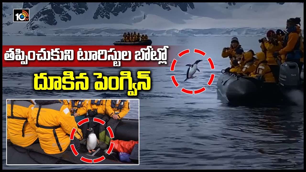 తప్పించుకుని టూరిస్టుల బోట్లో దూకిన పెంగ్విన్