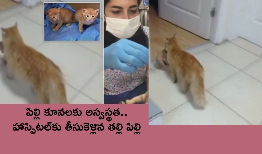 Mother Cat Carries Her Sick Kitten Into Hospital