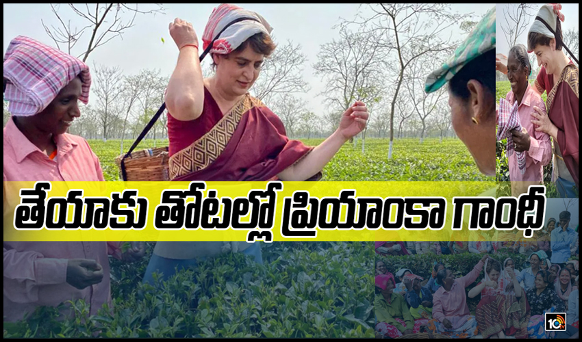తేయాకు తోటల్లో ప్రియాంక గాంధీ