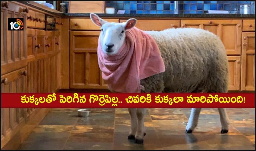 Sheep Thinks A Dog: కుక్కలతో పెరిగిన గొర్రెపిల్ల.. చివరికి కుక్కలా మారిపోయింది! Sheep Thinks A Dog: కుక్కలతో పెరిగిన గొర్రెపిల్ల.. చివరికి కుక్కలా మారిపోయింది!