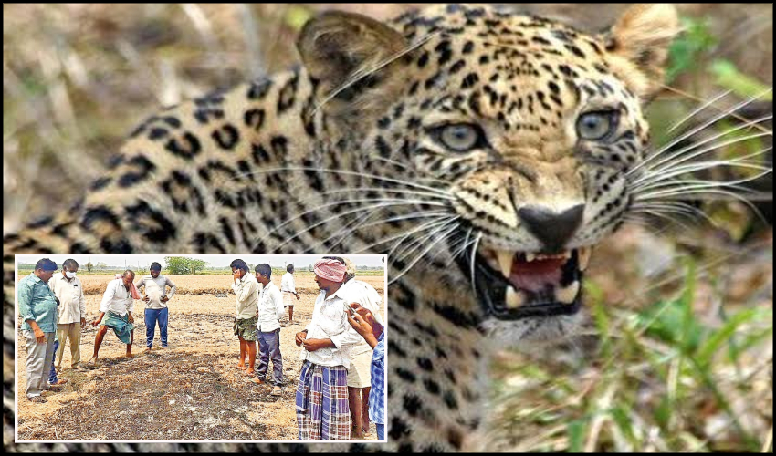 Tiger Fear Stalks Prakasam District Villages