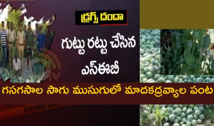 Chittoor Opium Poppy Seeds Cultivation