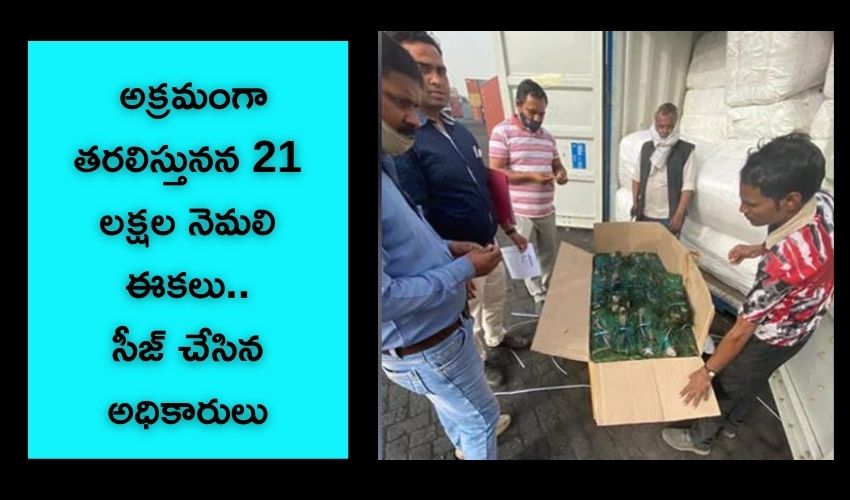 Customs Seizes 21 Lakh Pieces Of Peacock Tail Feathers