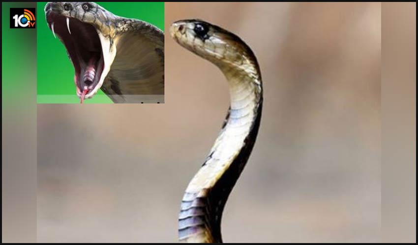 Girl Dies Of Snake Bite In Anganwadi Center1