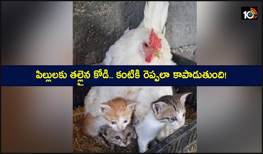 Hen Adopted Orphaned Kittens