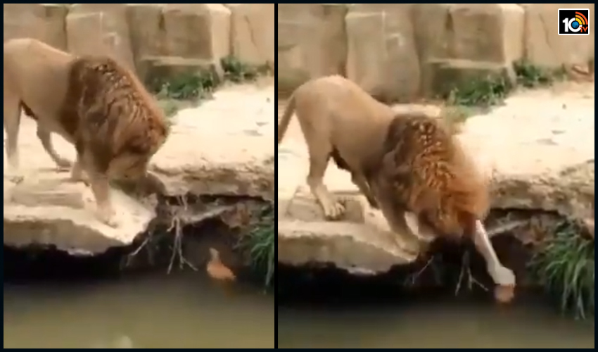 Lion Lovingly Pats Plays With Duck Viral Video Is Melting Hearts Online1