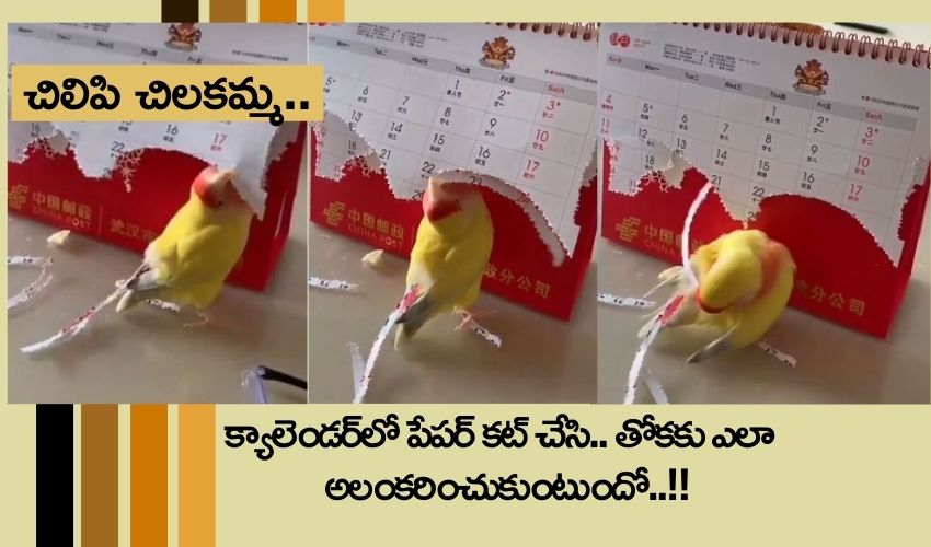 Parrot Viral