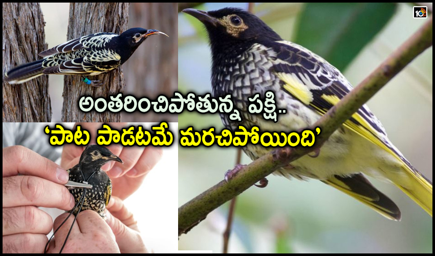 Regent Honeyeater Bird On The Verge Of Extinction Forgot His Song