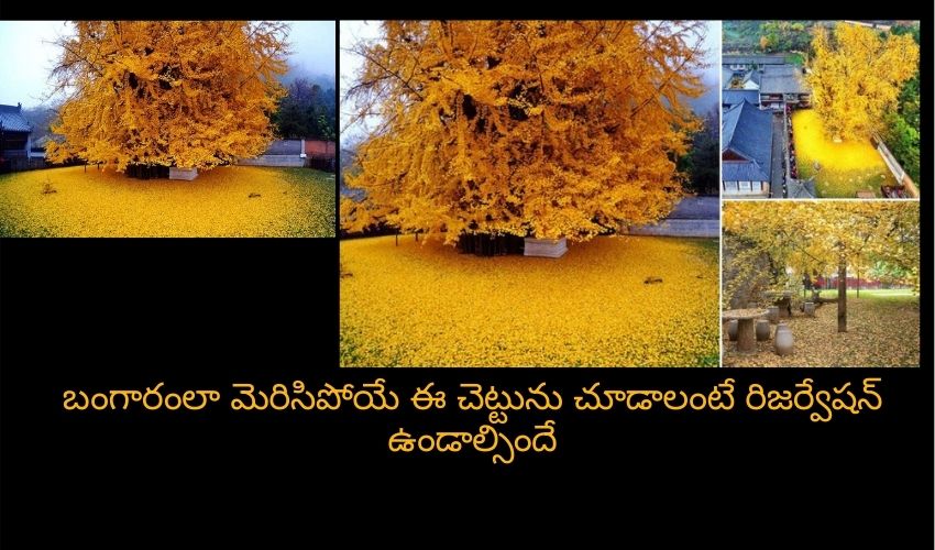 బంగారంలా మెరిసిపోతున్న ఈ చెట్టును చూడాలంటే రిజర్వేషన్ ఉండాల్సిందే బంగారంలా మెరిసిపోతున్న ఈ చెట్టును చూడాలంటే రిజర్వేషన్ ఉండాల్సిందే