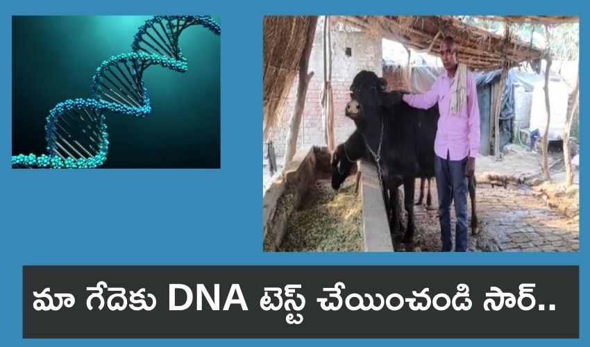 buffalo DNA : మా గేదెకు DNA టెస్ట్ చేయించండి సార్..ఎస్పీని వేడుకుుంటున్న రైతు buffalo DNA : మా గేదెకు DNA టెస్ట్ చేయించండి సార్..ఎస్పీని వేడుకుుంటున్న రైతు