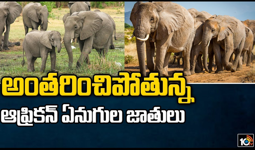 అంతరించిపోతున్న ఆఫ్రికన్ ఏనుగుల జాతులు