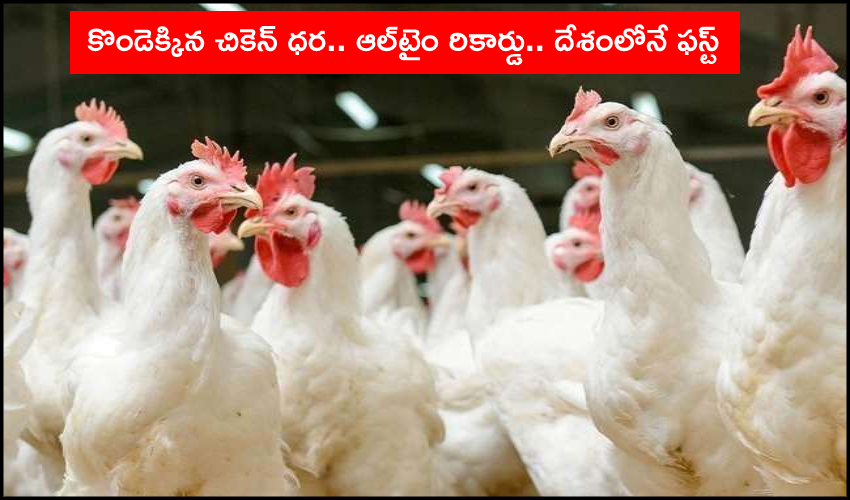 All Time Record On Chicken Prices Go High (1)