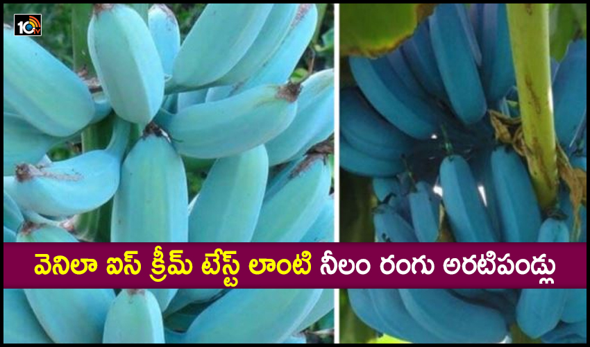 Blue Bananas