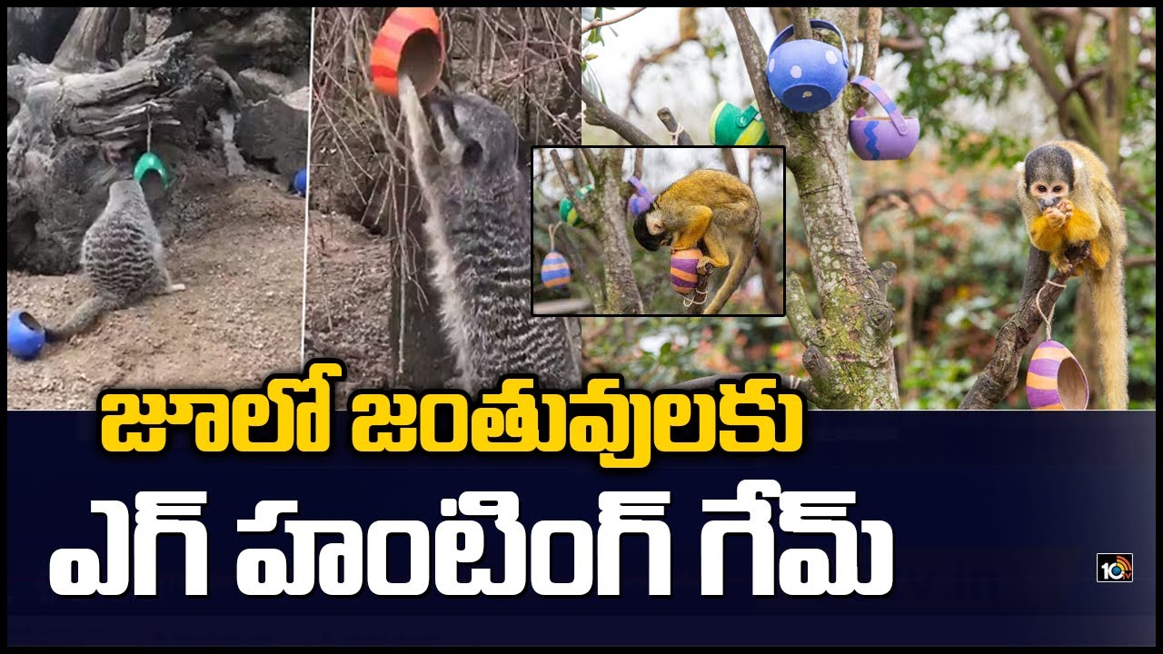 జూలో జంతువులకు ఎగ్ హంటింగ్ గేమ్