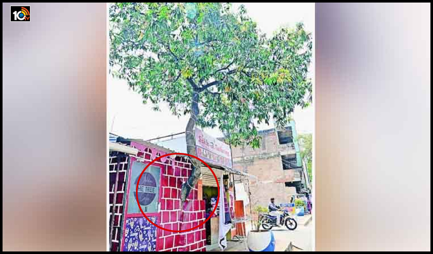 Mango Tree In Wall