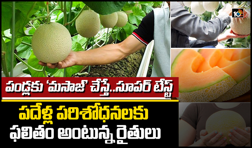 పండ్లకు ‘మసాజ్’ చేస్తే..సూపర్ టేస్ట్..!..పదేళ్ల పరిశోధనలకు ఫలితం అంటున్న రైతులు