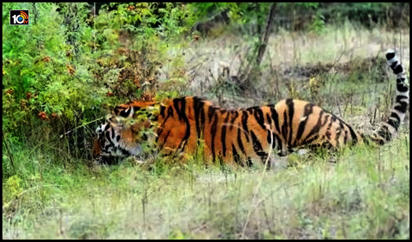 Nallamala forest tigers : భయం గుప్పిట్లో నల్లమల అటవీ ప్రాంత వాసులు Nallamala forest tigers : భయం గుప్పిట్లో నల్లమల అటవీ ప్రాంత వాసులు