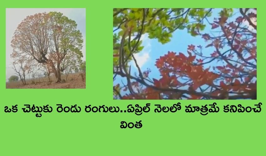 One tree two colors :ఒక చెట్టుకు రెండు రంగులు..ఏప్రిల్ లో మాత్రమే కనిపించే వింత One tree two colors :ఒక చెట్టుకు రెండు రంగులు..ఏప్రిల్ లో మాత్రమే కనిపించే వింత