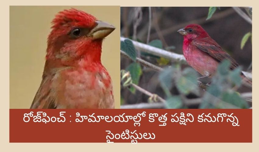 Rosefinch Bird Avian Species Count Reaches 1340 As New Bird Found In Himalayas