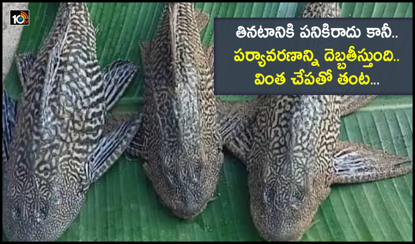 Suckker Fish : తినటానికి పనికిరాదు కానీ…పర్యావరణాన్ని దెబ్బతీస్తుంది… వింత చేపతో తంట… Suckker Fish : తినటానికి పనికిరాదు కానీ…పర్యావరణాన్ని దెబ్బతీస్తుంది… వింత చేపతో తంట…
