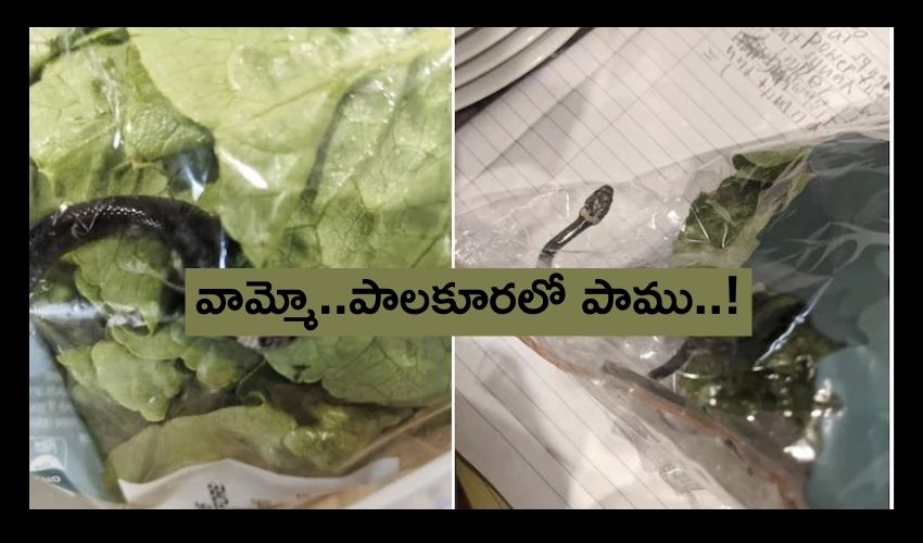 Sydney Man Finds Snake In Lettuce Bought From Supermarket