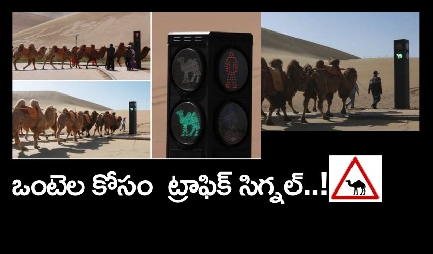 Traffic Signal For Camels  In China (1)