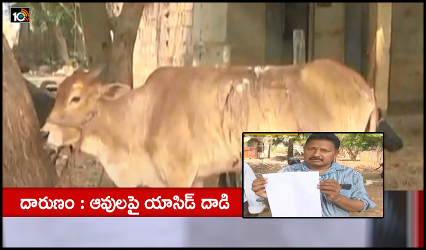 Acid Attack On Cows At Rajamahendravaram