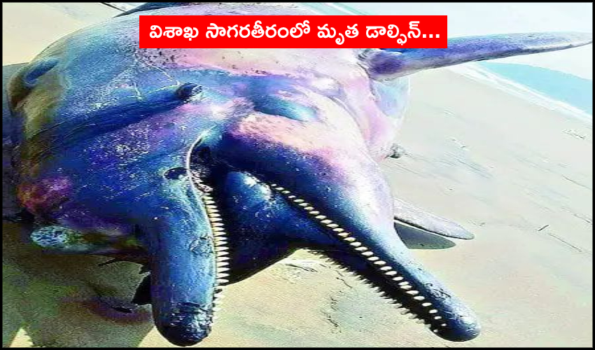 Dolphin Wash Up Dead On Vizag Beaches