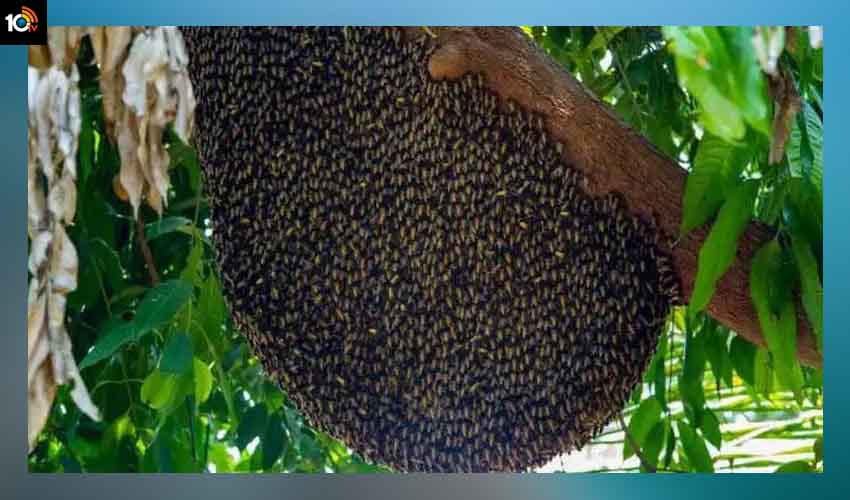 Honey Tree