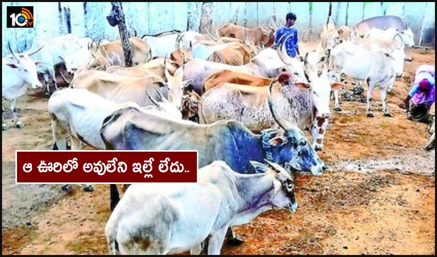 One Cow In Every House In A Rangampet