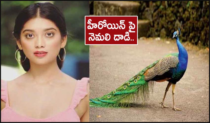 Peacock Attack On The Heroine Digangana Suryavamshi