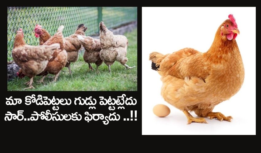 viral news : మా కోడిపెట్టలు గుడ్లు పెట్టట్లేదు సార్..పోలీసులకు వింత ఫిర్యాదు..!! viral news : మా కోడిపెట్టలు గుడ్లు పెట్టట్లేదు సార్..పోలీసులకు వింత ఫిర్యాదు..!!