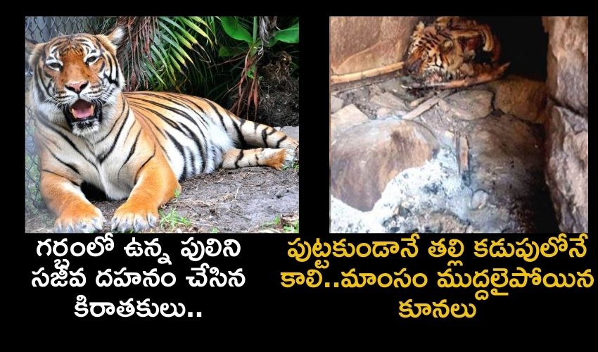 Pregnant tiger Killed: గర్భంతో ఉన్న పులిని సజీవ దహనం చేసిన కిరాతకులు..పుట్టకుండానే తల్లి కడుపులో మాంసం ముద్దలైపోయిన కూనలు Pregnant tiger Killed: గర్భంతో ఉన్న పులిని సజీవ దహనం చేసిన కిరాతకులు..పుట్టకుండానే తల్లి కడుపులో మాంసం ముద్దలైపోయిన కూనలు