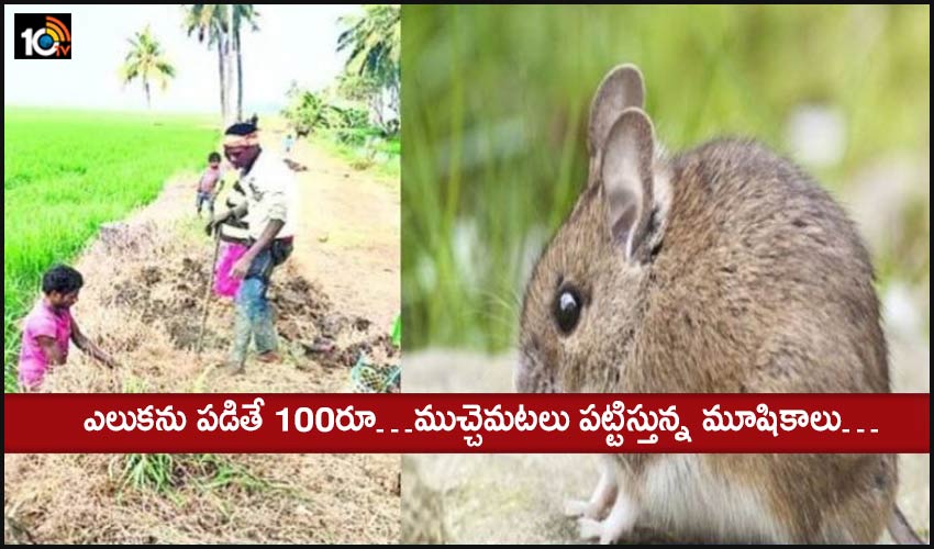 rat catching in delta area : ఎలుకను పడితే 100రూ…ముచ్చెమటలు పట్టిస్తున్న మూషికాలు… rat catching in delta area : ఎలుకను పడితే 100రూ…ముచ్చెమటలు పట్టిస్తున్న మూషికాలు…