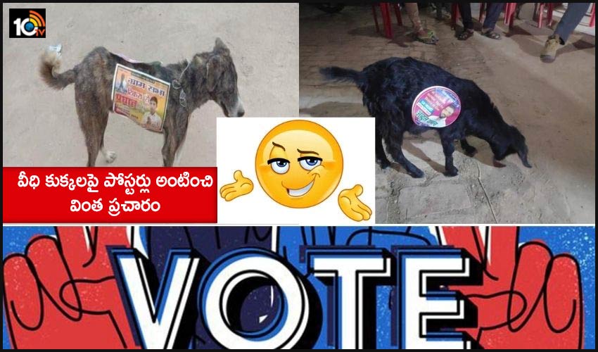 Up Panchayat Poll Candidates Apparently Stuck Campaign Posters On Stray Dogs