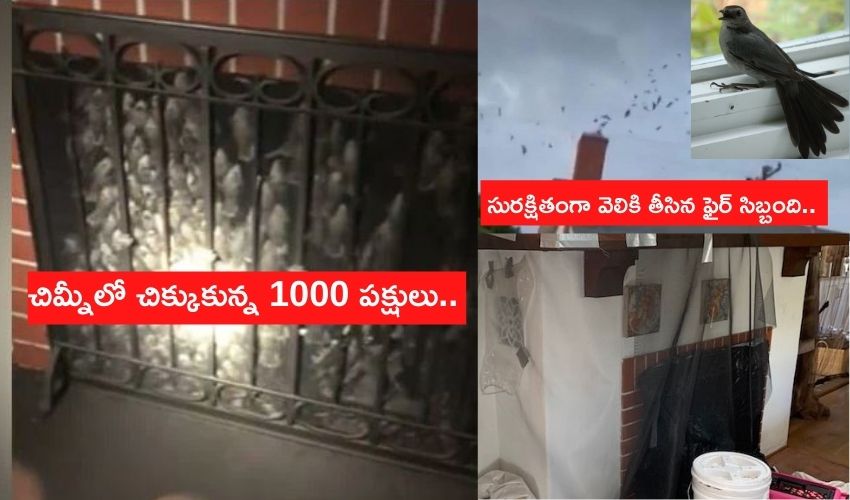 చిమ్నీలో చిక్కుకున్న 1000 పక్షులు..సురక్షితంగా వెలికి తీసిన ఫైర్ సిబ్బంది చిమ్నీలో చిక్కుకున్న 1000 పక్షులు..సురక్షితంగా వెలికి తీసిన ఫైర్ సిబ్బంది