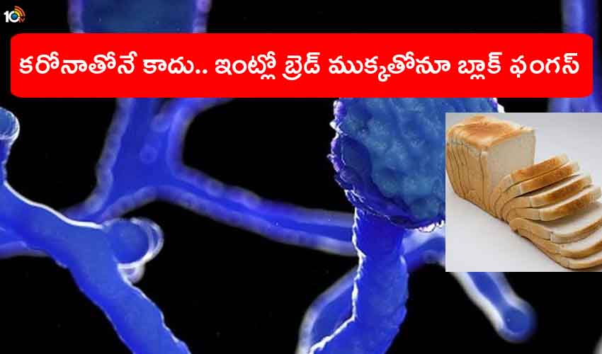 Black Fungus