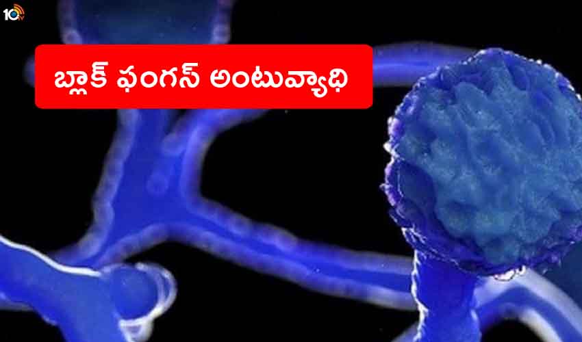 Black Fungus Epidemic : బ్లాక్ ఫంగస్పై కేంద్రం కీలక ప్రకటన, రాష్ట్రాలకు ఆదేశాలు Black Fungus Epidemic : బ్లాక్ ఫంగస్పై కేంద్రం కీలక ప్రకటన, రాష్ట్రాలకు ఆదేశాలు