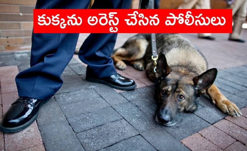 Dog Arrest