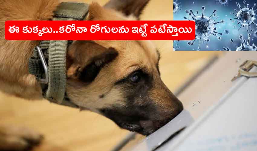 Dogs Sniff Out Covid : ఈ కుక్కలు.. కరోనాను బాధితులను ఇట్టే పట్టేస్తాయి Dogs Sniff Out Covid : ఈ కుక్కలు.. కరోనాను బాధితులను ఇట్టే పట్టేస్తాయి