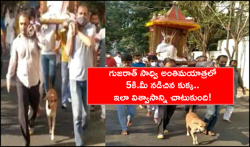 Gujarat Sadhvi's Loyal Dog Walks 5 Km