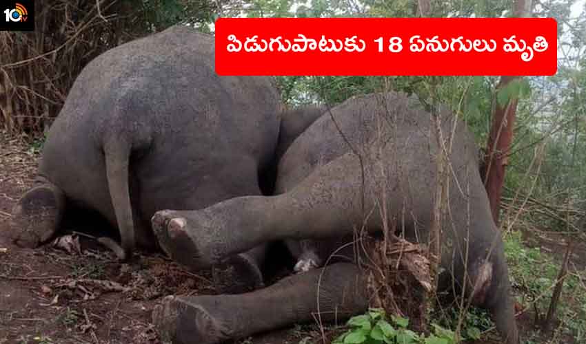 Lightning Kills Herd Of 18 Elephants