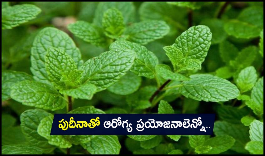 Mint Health Benefits: పుదీనాతో ఆరోగ్య ప్రయోజనాలెన్నో.. Mint Health Benefits: పుదీనాతో ఆరోగ్య ప్రయోజనాలెన్నో..