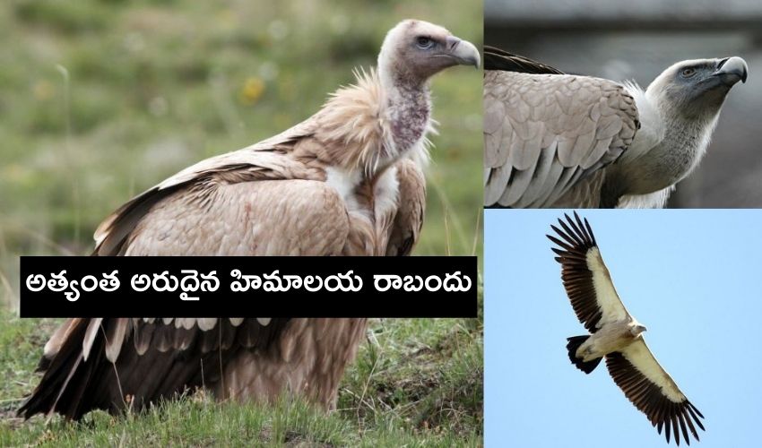 Rare Himalayan Vulture