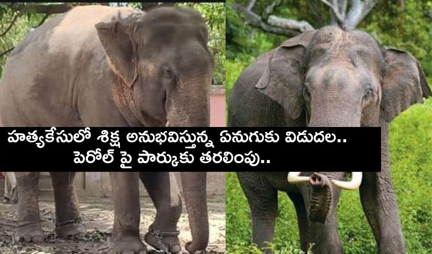 Up Elephant  Will Be Released On Parole