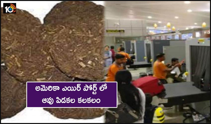 Cow Dung Cakes Found In Baggage Of Indian Passenger At Us Airport Destroyed