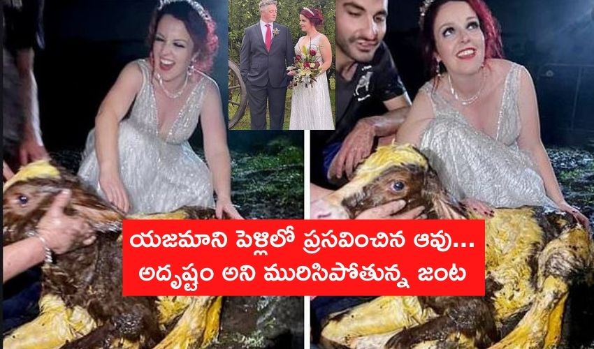 Cow Giving Birth In Wedding