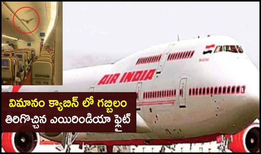 Delhi Usa Bound Airindia Plane Returns Delhi Airport After Bat Entered Into Flight Cabin