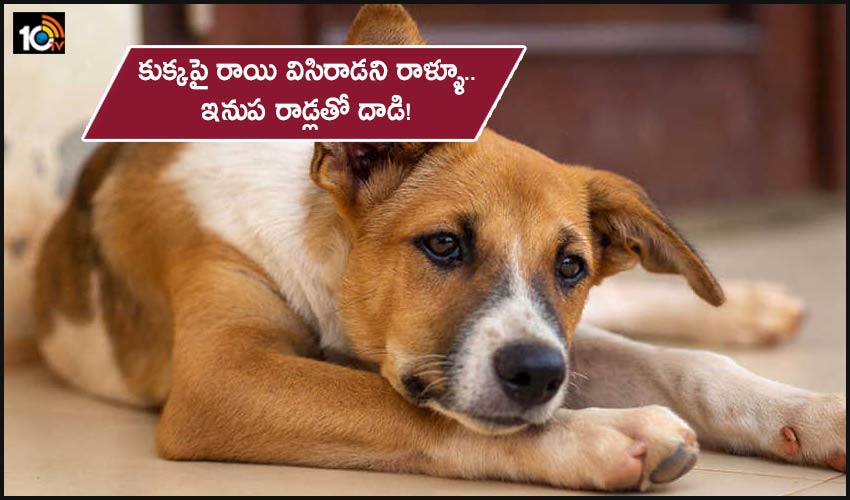 Hyderabad News The Dog Owner Who Attacked The Person Who Threw The Stone At The Dog